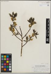 Foto von Salix maccalliana Rowlee